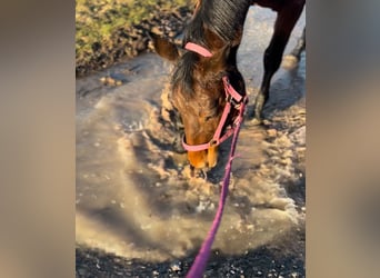 Oldenburger Springpferd, Stute, 9 Jahre, 169 cm, Dunkelbrauner