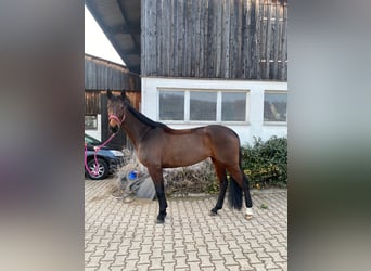 Oldenburger Springpferd, Stute, 9 Jahre, 169 cm, Dunkelbrauner