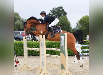 Oldenburger Springpferd, Stute, 9 Jahre, 172 cm, Brauner