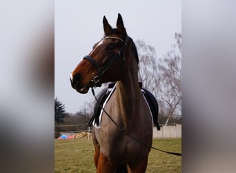 Oldenburger Springpferd, Stute, 9 Jahre, 172 cm, Dunkelbrauner