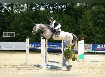 Oldenburger Springpferd, Stute, 9 Jahre, 172 cm, Schimmel