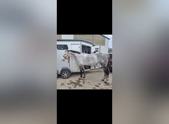 Oldenburger Springpferd, Stute, 9 Jahre, 173 cm, Apfelschimmel