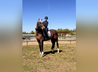 Oldenburger Springpferd, Stute, 9 Jahre, 173 cm, Dunkelbrauner