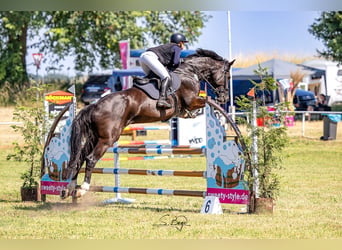 Oldenburger Springpferd, Stute, 9 Jahre, 175 cm, Schwarzbrauner