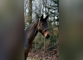 Oldenburger Springpferd, Stute, 9 Jahre