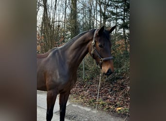 Oldenburger Springpferd, Stute, 9 Jahre