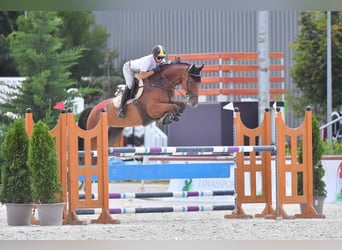 Oldenburger Springpferd, Stute, 9 Jahre, Rotbrauner