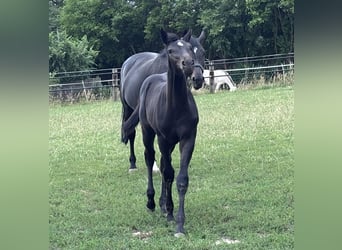 Oldenburger Springpferd, Stute, Fohlen (04/2026), 133 cm, Schwarzbrauner