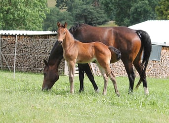 Oldenburger Springpferd, Stute, Fohlen (05/2023), 170 cm, Dunkelbrauner