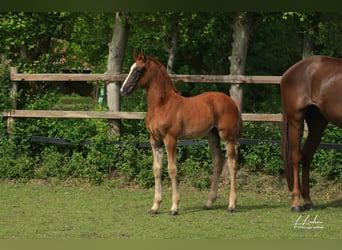 Oldenburger Springpferd, Stute, Fohlen (03/2026), 170 cm, Dunkelfuchs