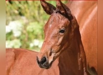 Oldenburger Springpferd, Stute, Fohlen (06/2025), Brauner