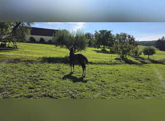 Oldenburger Springpferd, Stute, Fohlen (05/2026), Brauner