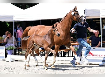 Oldenburger Springpferd, Stute, , Brauner