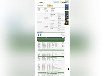 Oldenburger Springpferd, Stute, Fohlen (05/2026), Braunfalbschimmel