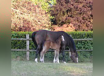 Oldenburger Springpferd, Stute, Fohlen (05/2025), Dunkelbrauner