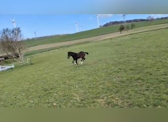 Oldenburger Springpferd, Stute, Fohlen (02/2026), Dunkelbrauner