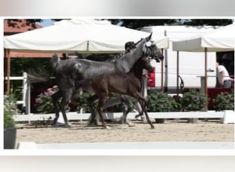 Oldenburger Springpferd, Stute, , Dunkelbrauner