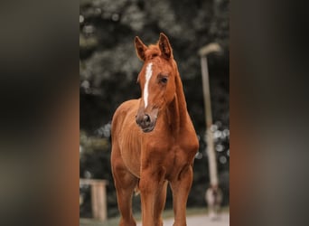 Oldenburger Springpferd, Stute, Fohlen (05/2024), Fuchs