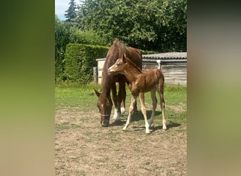 Oldenburger Springpferd, Stute, Fohlen (06/2026), Fuchs