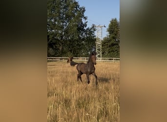 Oldenburger Springpferd, Stute, Fohlen (04/2026), Kann Schimmel werden