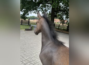 Oldenburger Springpferd, Stute, Fohlen (04/2026), Kann Schimmel werden