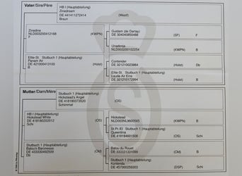 Oldenburger Springpferd, Stute, Fohlen (04/2024)