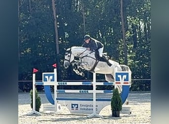 Oldenburger Springpferd, Wałach, 10 lat, 188 cm, Siwa