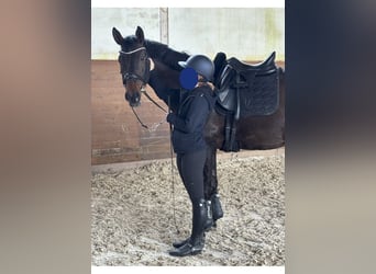 Oldenburger Springpferd, Wałach, 11 lat, 164 cm, Ciemnogniada