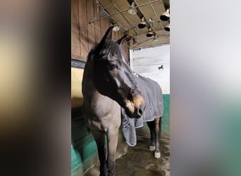 Oldenburger Springpferd, Wałach, 11 lat, 169 cm, Ciemnogniada