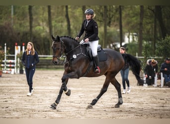 Oldenburger Springpferd, Wałach, 11 lat, 170 cm, Ciemnogniada