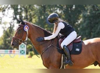 Oldenburger Springpferd, Wałach, 11 lat, 173 cm, Gniada