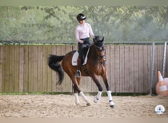 Oldenburger Springpferd, Wałach, 12 lat, 164 cm, Ciemnogniada