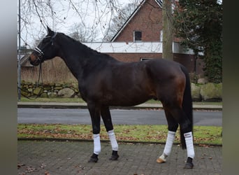 Oldenburger Springpferd, Wałach, 12 lat, 168 cm, Skarogniada