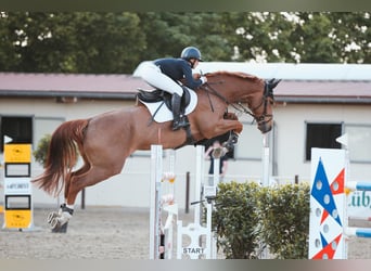 Oldenburger Springpferd, Wałach, 12 lat, 174 cm, Kasztanowata