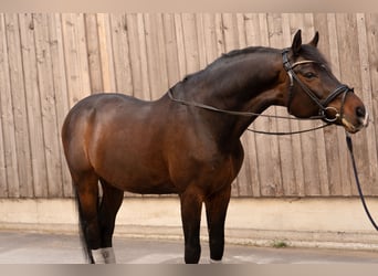 Oldenburger Springpferd, Wałach, 13 lat, 167 cm, Ciemnogniada