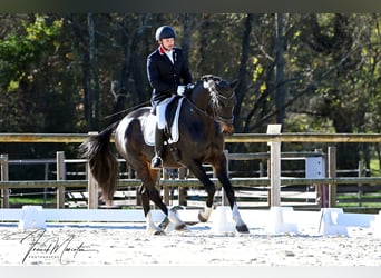 Oldenburger Springpferd, Wałach, 13 lat, 175 cm, Ciemnogniada