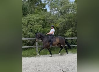 Oldenburger Springpferd, Wałach, 13 lat, 175 cm, Ciemnogniada