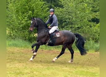 Oldenburger Springpferd, Wałach, 14 lat, 169 cm, Ciemnogniada