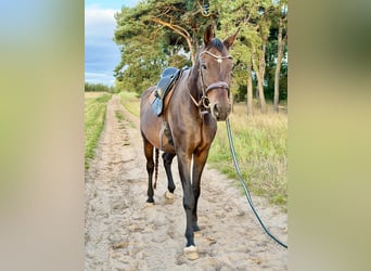 Oldenburger Springpferd, Wałach, 16 lat, 183 cm, Gniada