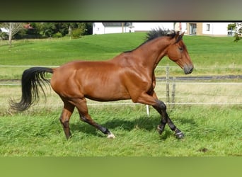 Oldenburger Springpferd, Wałach, 18 lat, 167 cm, Jasnogniada