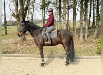 Oldenburger Springpferd, Wałach, 18 lat, 174 cm, Ciemnogniada