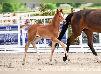 Oldenburger Springpferd, Wałach, 1 Rok, 170 cm, Kasztanowata