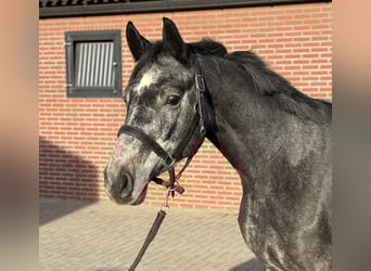 Oldenburger Springpferd, Wałach, 2 lat, 158 cm, Siwa