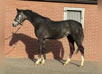 Oldenburger Springpferd, Wałach, 2 lat, 158 cm, Siwa