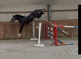 Oldenburger Springpferd, Wałach, 2 lat, 158 cm, Siwa