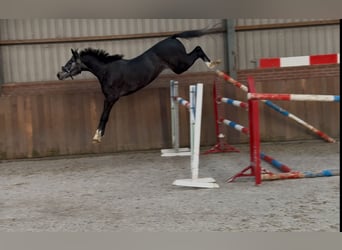 Oldenburger Springpferd, Wałach, 2 lat, 158 cm, Siwa