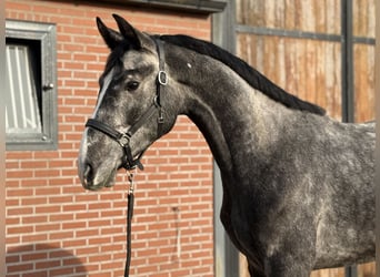 Oldenburger Springpferd, Wałach, 2 lat, 170 cm, Siwa