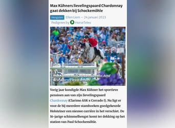 Oldenburger Springpferd, Wałach, 2 lat, 170 cm, Siwa