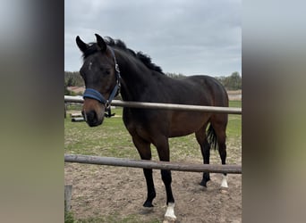 Oldenburger Springpferd, Wałach, 2 lat, 170 cm, Skarogniada