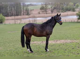 Oldenburger Springpferd, Wałach, 2 lat, 170 cm, Skarogniada